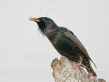_MG_1098 European Starling.jpg