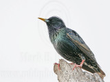 _MG_1131 European Starling.jpg