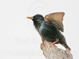 _MG_1145 European Starling.jpg