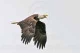 _MG_2619 Bald Eagle.jpg
