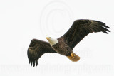 _MG_2703 Bald Eagle .jpg