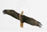 _MG_2710 Bald Eagle.jpg