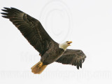 _MG_2718 Bald Eagle.jpg