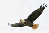 _MG_2728 Bald Eagle.jpg