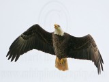 _MG_2768 Bald Eagle.jpg
