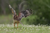 _MG_3040 Red-shouldered Hawk.jpg