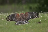 _MG_3050 Red-shouldered Hawk.jpg