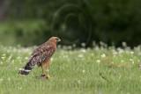 _MG_3059 Red-shouldered Hawk.jpg