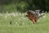 _MG_3119 Red-shouldered Hawk.jpg