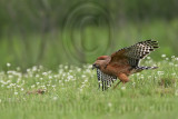 _MG_3133 Red-shouldered Hawk.jpg