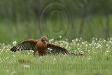 _MG_3138 Red-shouldered Hawk.jpg