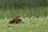 _MG_3139 Red-shouldered Hawk.jpg