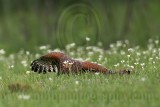 _MG_3142 Red-shouldered Hawk.jpg