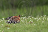 _MG_3146 Red-shouldered Hawk.jpg