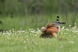 _MG_3186 Red-shouldered Hawk.jpg