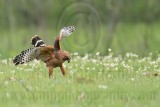 _MG_3211 Red-shouldered Hawk.jpg