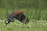 _MG_3334 Red-shouldered Hawk.jpg