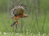 _MG_3339 Red-shouldered Hawk.jpg