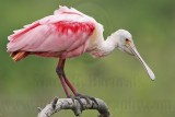 _MG_4061 Roseate Spoonbill.jpg