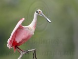 _MG_5329 Roseate Spoonbill.jpg