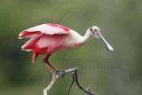 _MG_5330 Roseate Spoonbill.jpg