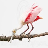 _MG_5338 Roseate Spoonbill.jpg
