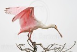 _MG_5558 Roseate Spoonbill.jpg