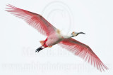 _MG_5744 Roseate Spoonbill.jpg