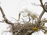 _MG_4183 Great Egret.jpg
