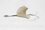 _MG_4241 Great Egret.jpg