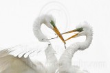 _MG_4275 Great Egret.jpg