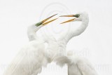 _MG_4302 Great Egret.jpg