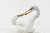 _MG_4308 Great Egret.jpg