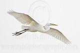 _MG_4352 Great Egret.jpg
