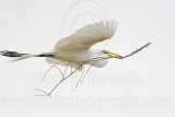 _MG_4462 Great Egret.jpg