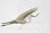 _MG_4470 Great Egret.jpg