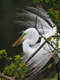 _MG_4512 Great Egret.jpg