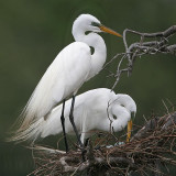 _MG_4585 Great Egret.jpg