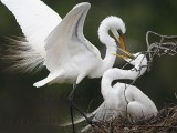 _MG_4626 Great Egret.jpg