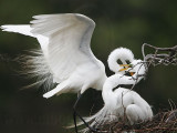 _MG_4628 Great Egret.jpg