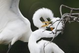 _MG_4628crop  Great Egret.jpg
