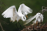 _MG_4665 Great Egret.jpg