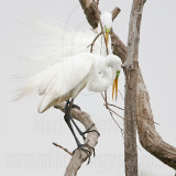 _MG_4809 Great Egret.jpg
