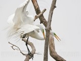 _MG_5019 Great Egret.jpg