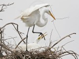 _MG_5353 Great Egret.jpg