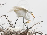 _MG_5355 Great Egret.jpg