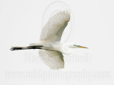 _MG_5810 Great Egret.jpg