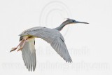 _MG_5166 Tricolored Heron.jpg