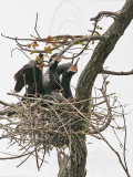 _MG_4266 Neotropic Cormorant.jpg