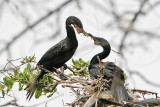 _MG_4398 Neotropic Cormorant.jpg
